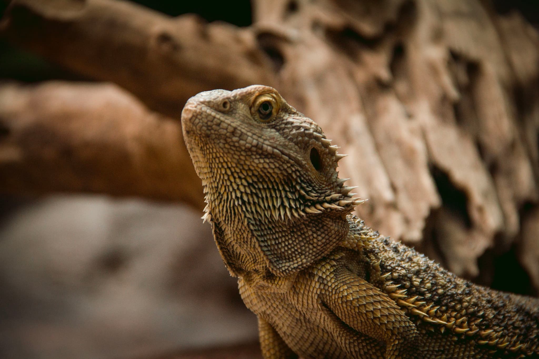 Bearded Dragon